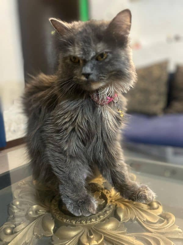 Pure Grey Triple coated Persian Female Cat 2