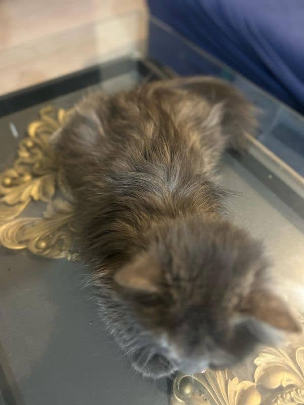 Pure Grey Triple coated Persian Female Cat 3