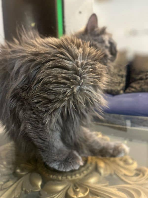 Pure Grey Triple coated Persian Female Cat 5