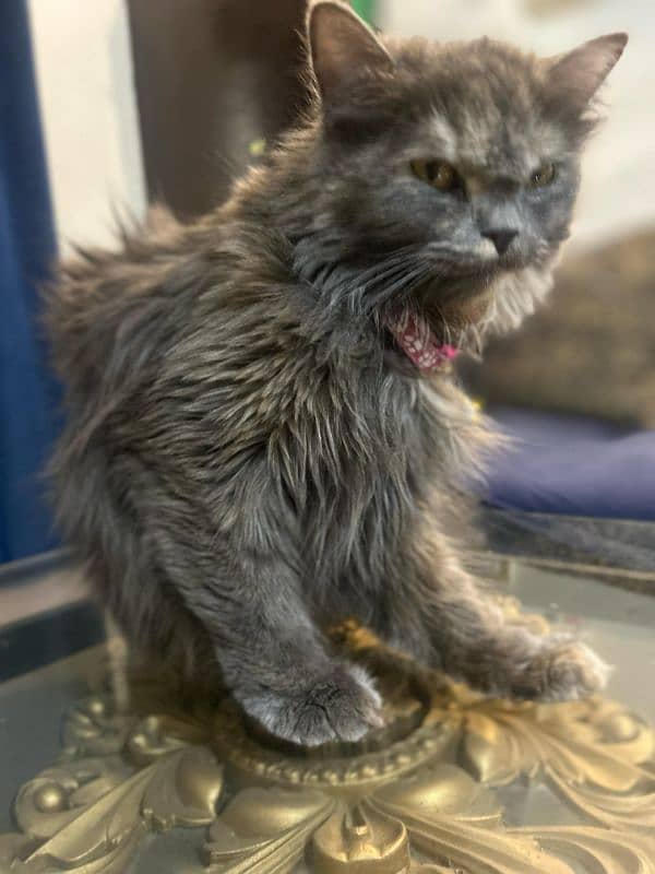 Pure Grey Triple coated Persian Female Cat 6