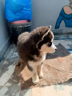 Siberian Husky  Female /husky dog High Quality Woolly Coat