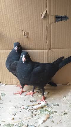 black tedy aik pair or aik sherazi pair or 4 potion wala cage