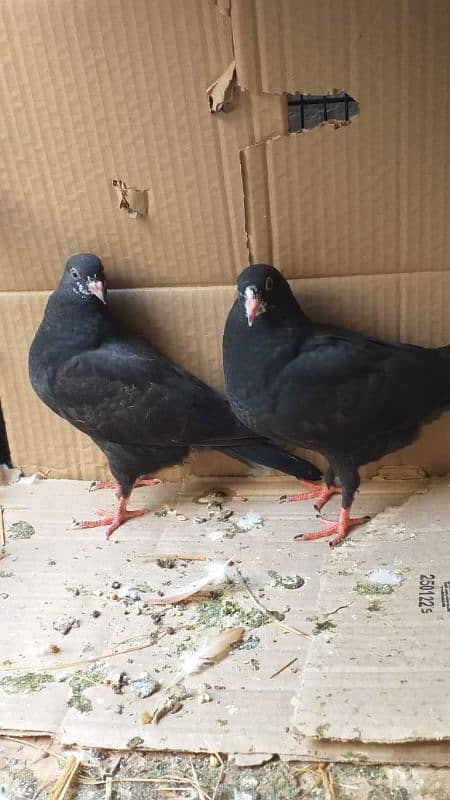 black tedy aik pair or aik sherazi pair or 4 potion wala cage 1