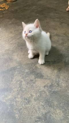 Persian double coated blue eyes kitten 03247627801