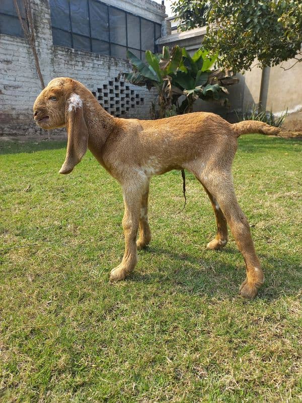 Makhi cheni bakri aur bacha 6