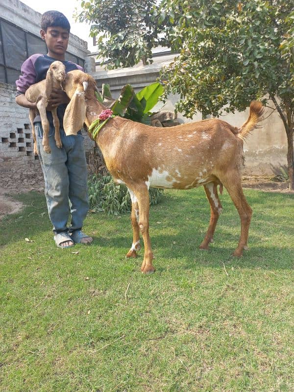 Makhi cheni bakri aur bacha 8