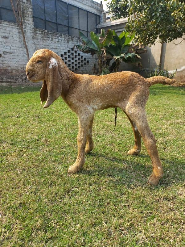 Makhi cheni bakri aur bacha 9