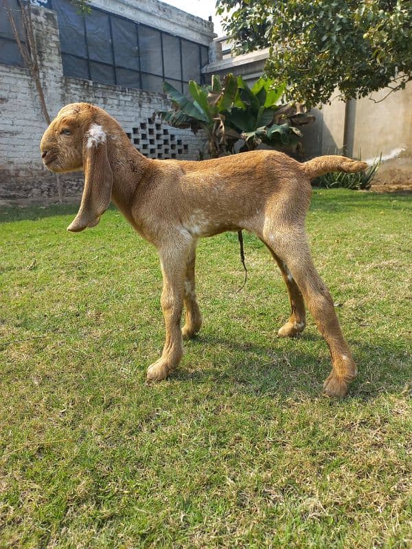 Makhi cheni bakri aur bacha 19