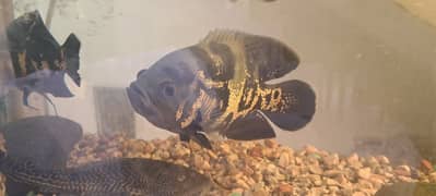 Tiger Oscar (Black Oscar)