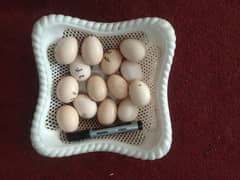 Fertile Aseel Eggs