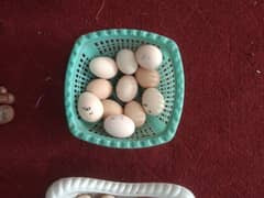 Heera Aseel Eggs