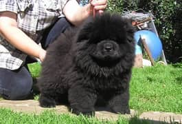 Bear Face Chow Chows