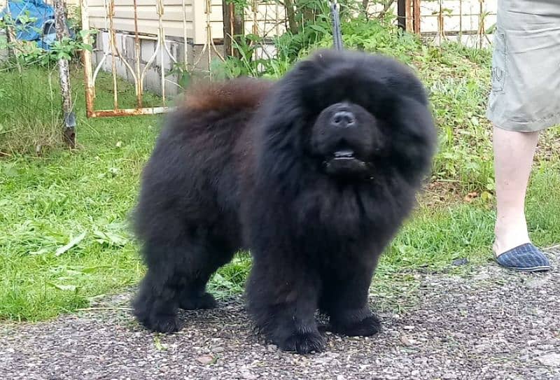 Bear Face Chow Chows 1