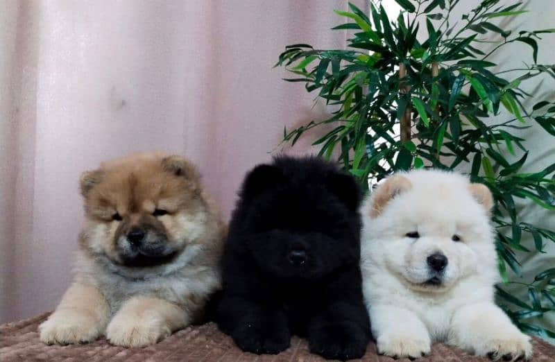 Bear Face Chow Chows 2