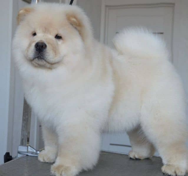 Bear Face Chow Chows 3