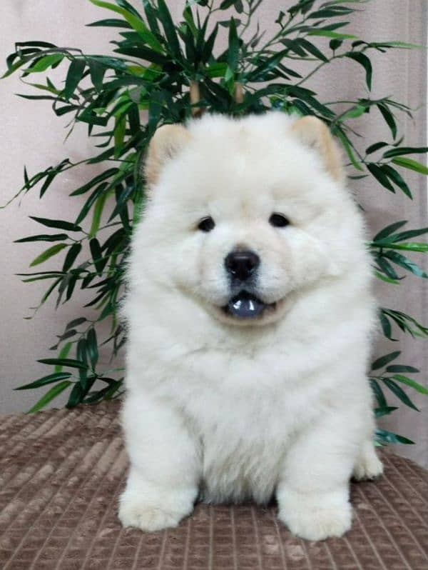 Bear Face Chow Chows 4