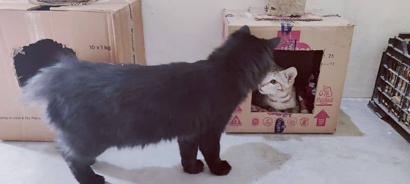 Black Persian Male Cat Available For Sale, 1