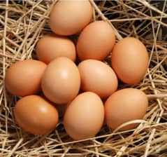 lohman brown fertile eggs