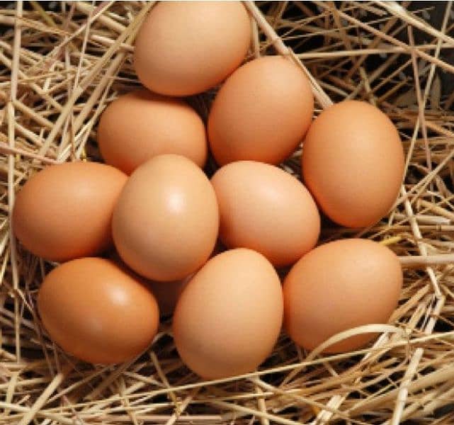 lohman brown fertile eggs 0