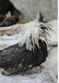 Black polish silver polish Ayam Cemani or bater ha contact 03295759916