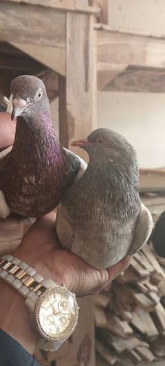 lakha pair