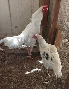 Aseel Paper White Heera Male and Normal Aseel Female Egg Laying Pair