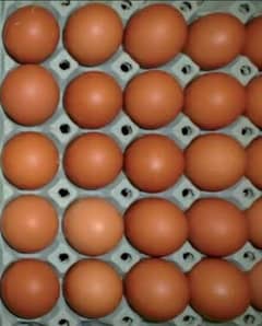 Desi Eggs available