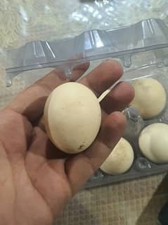 pure aseel fertile  eggs