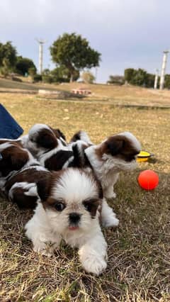 Shihtzu male pup