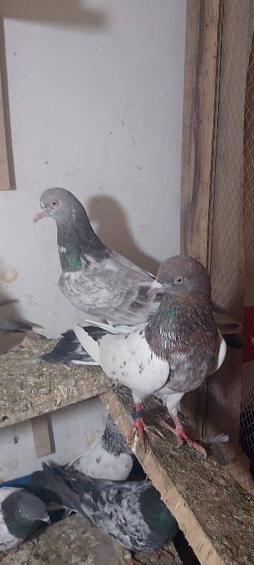 lakha pair 1