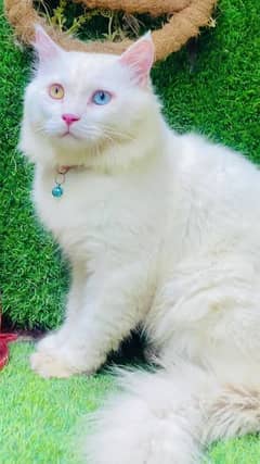 Pure Person Odd Eyes Male Cat ( WhatsApp 03165897101 )