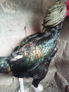 Aik Aseel Murgai Sale karna hai achi nasal ka khoobsurat Murgha hai