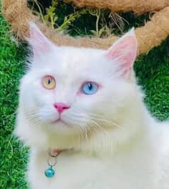 Pure Person Odd Eyes Male Cat ( WhatsApp 03165897101 )