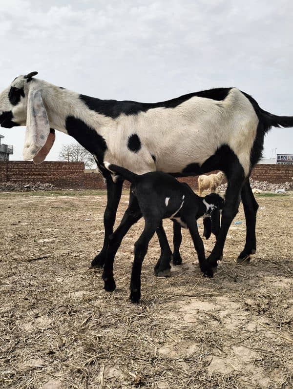 Pure Desi Bakri دیسی بکری 0