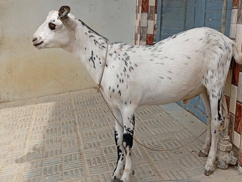 Qurbani 2025 Bakra 9