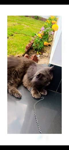 persian cat for sale