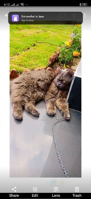 persian cat for sale 1