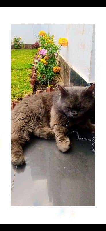 persian cat for sale 2