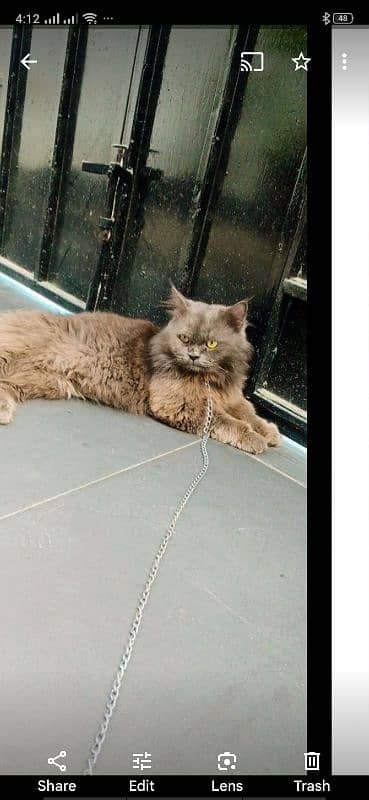 persian cat for sale 3