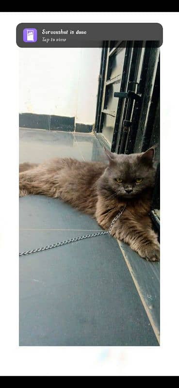 persian cat for sale 4