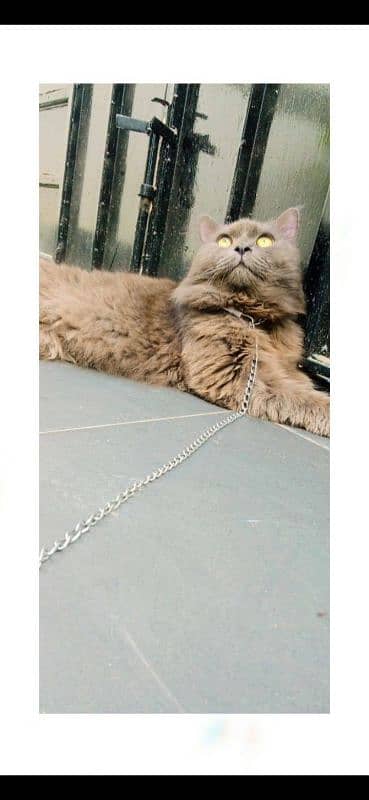 persian cat for sale 5