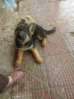 German Shepherd Female