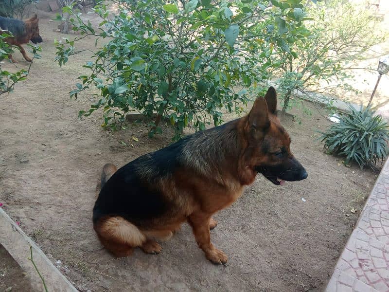 German Shepherd Female 1