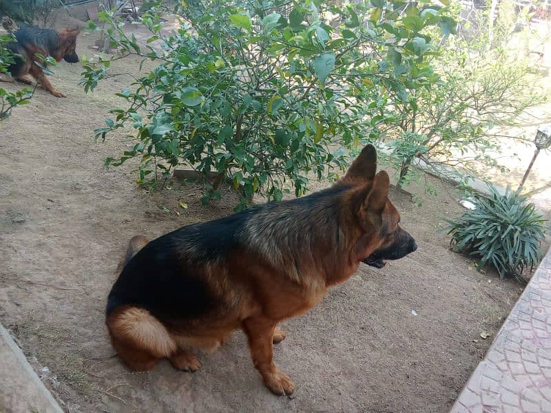 German Shepherd Female 2