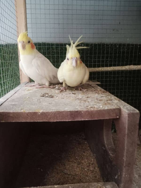 "Cocktail Parrots for Sale – Active, Healthy & Playful" 1