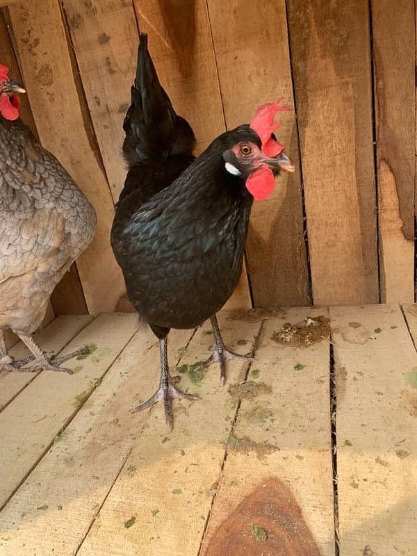 Desi hens 5 females and 2 males 03405585762 3000 male 1700 female 4