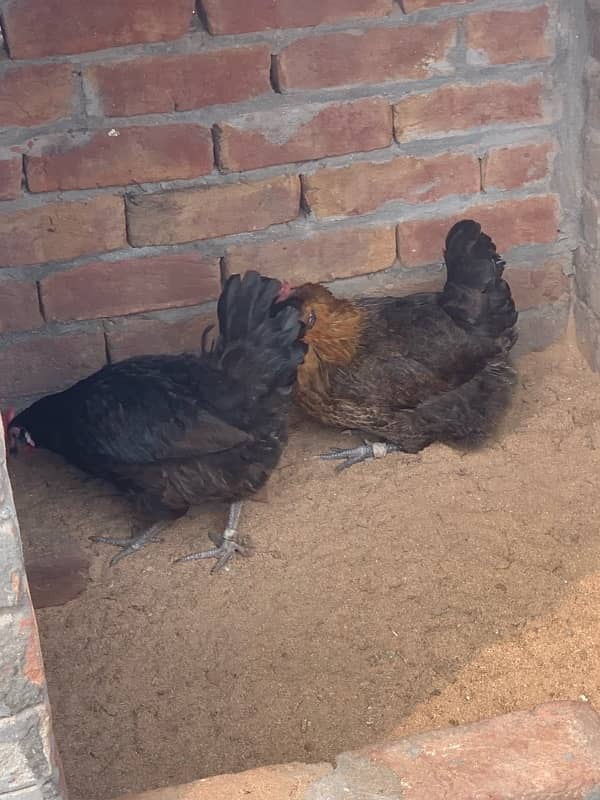 Desi hens 5 females and 2 males 03405585762 3000 male 1700 female 5