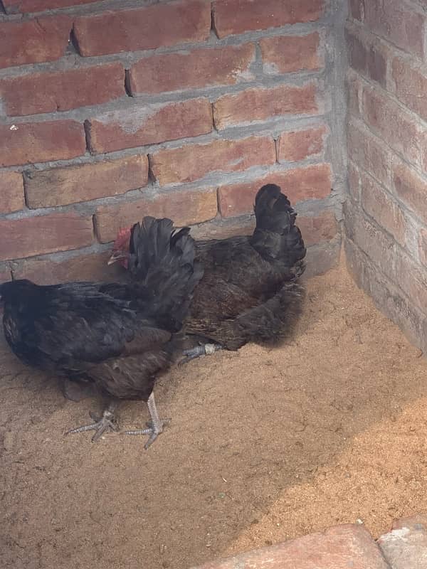 Desi hens 5 females and 2 males 03405585762 3000 male 1700 female 6