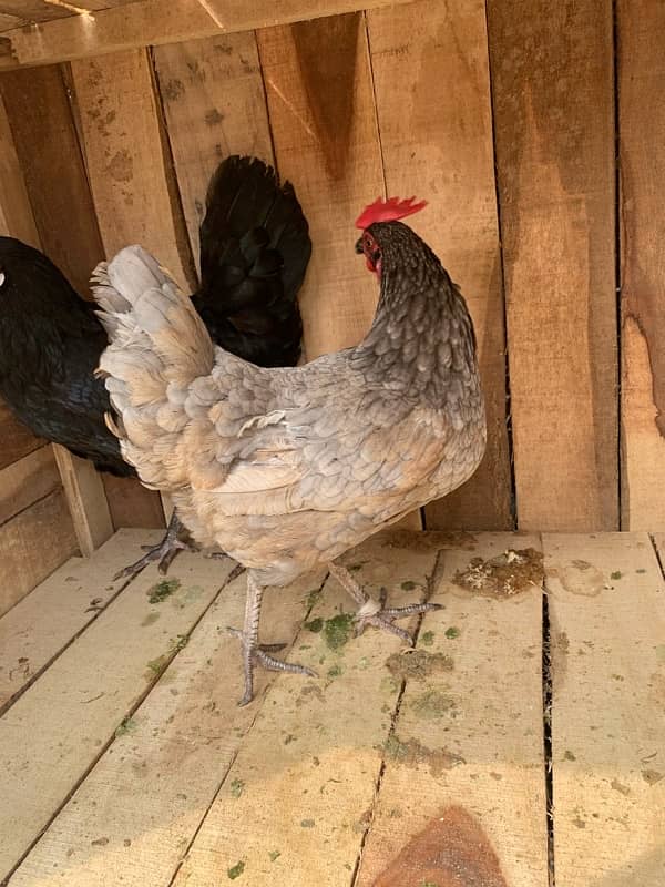 Desi hens 5 females and 2 males 03405585762 3000 male 1700 female 8