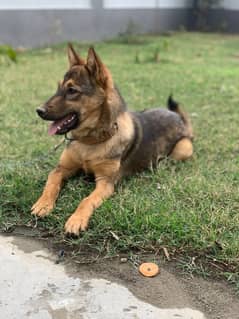 german Shepard male dog for sale